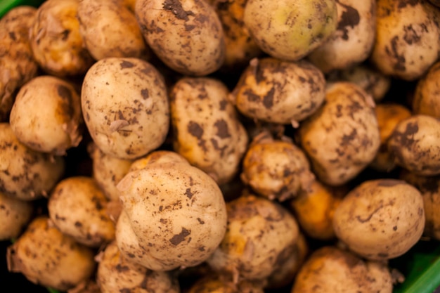 veel aardappelen verse aardappel met sporen van aarde op de schil vuile rauwe aardappelen