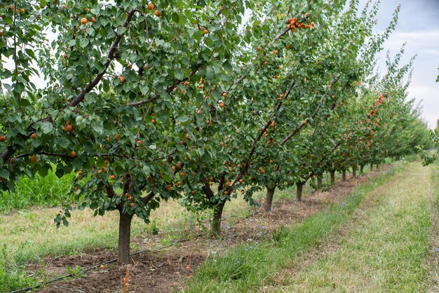 Veel abrikozenvruchten aan een boom in de tuin op een heldere zomerdag Biologisch fruit Gezonde voeding Rijpe abrikozen