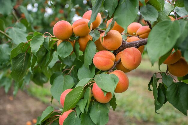 Veel abrikozenvruchten aan een boom in de tuin op een heldere zomerdag Biologisch fruit Gezonde voeding Rijpe abrikozen