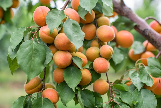 Veel abrikozenvruchten aan een boom in de tuin op een heldere zomerdag Biologisch fruit Gezonde voeding Rijpe abrikozen