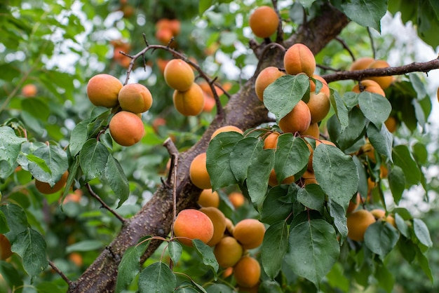 Veel abrikozenvruchten aan een boom in de tuin op een heldere zomerdag Biologisch fruit Gezonde voeding Rijpe abrikozen