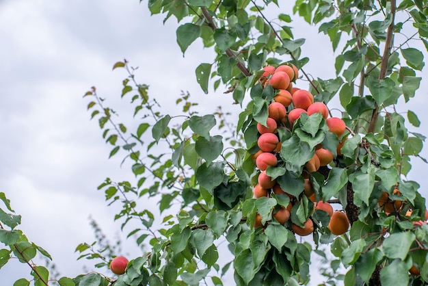 Veel abrikozenvruchten aan een boom in de tuin op een heldere zomerdag Biologisch fruit Gezonde voeding Rijpe abrikozen