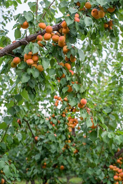 Veel abrikozenvruchten aan een boom in de tuin op een heldere zomerdag Biologisch fruit Gezonde voeding Rijpe abrikozen