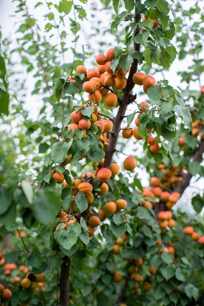 Veel abrikozenvruchten aan een boom in de tuin op een heldere zomerdag Biologisch fruit Gezonde voeding Rijpe abrikozen