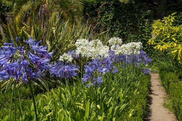 Veel Agapanthus-bloemen