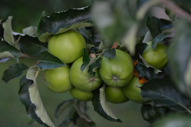 Veel appels aan een boom