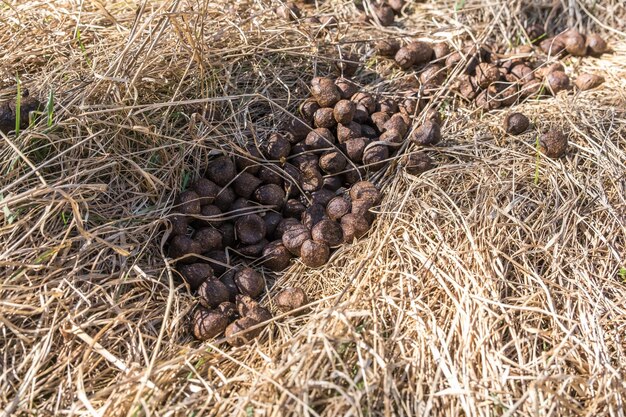 Veel ballen elanden- of hertenmest op droog gras