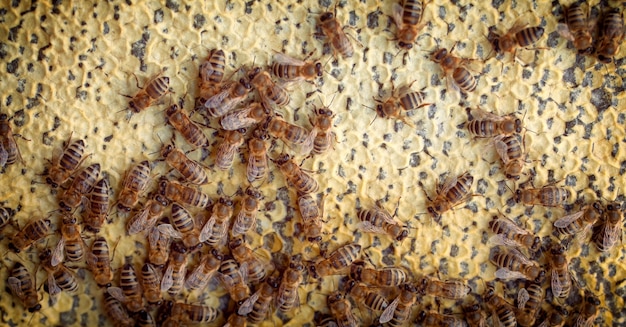 Veel bijen werken aan honingraten