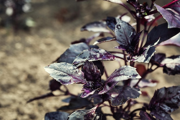 Veel bladeren groeien rijpe paarse basilicum close-upBladeren van rode basilicum basilicum plant basilicumPaarse basilicum in de tuinBasilicum groeien in de tuin groeiende planten van violet basilicum