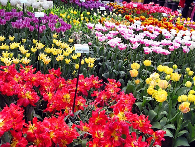 Veel blauwe, gele, witte, roze kleurrijke bloemen tulp, narcis, hyacinten in park Holland