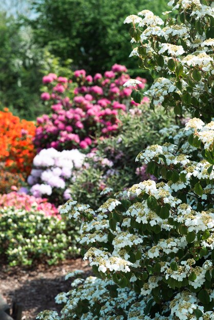 Veel bloeiende rhodendrons van verschillende kleuren