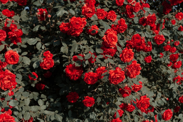 Veel bloeiende rode rozen in de tuin