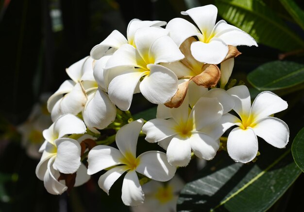 Veel bloemen van witte plumeria close-up