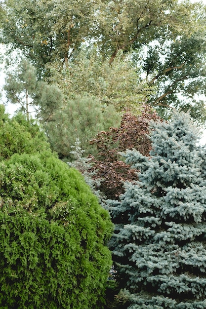 Foto veel bomen in het stadspark