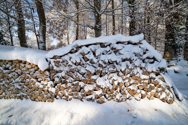 Veel boomstammen in het winterbos