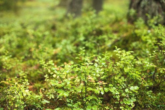 Veel bosbessenstruiken in het bos