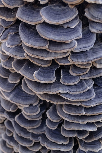 Veel bospaddestoelen. Blauwe paddestoelen op een boom. Macrofoto. De paddenstoelengewoonten en hoeden zijn van dichtbij. Paddestoelen met een paarse tint. Schimmelgroei. De boom is gevuld met paddenstoelen
