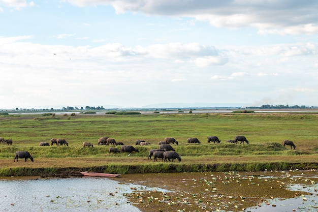 Veel buffels eten gras in wetlands.