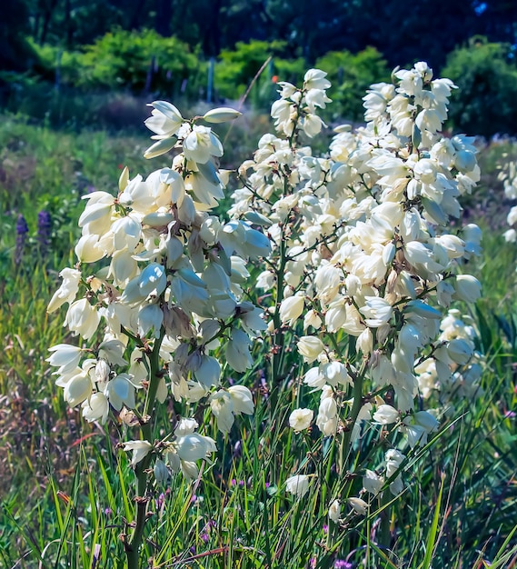 Veel delicate witte bloemen van de Yucca-plant, algemeen bekend als Adam's naald en draad