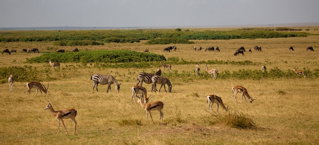 Veel dieren in de savanne in Kenia