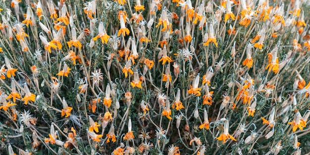 Veel droge oranje goudsbloem bloemen kruiden natuurlijke achtergrond kopie ruimte Calendula officinalis
