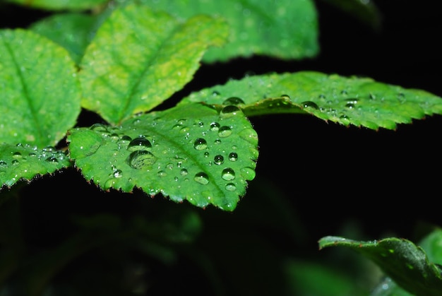 Veel druppels op groene bladeren