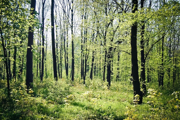 Veel dunne bomen groeien in de lente in een bos met felle zonneschijn