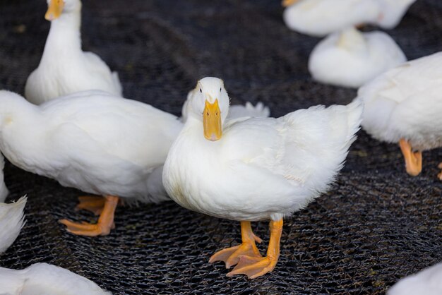 Veel eenden op een plaatselijke boerderij in Taiwan