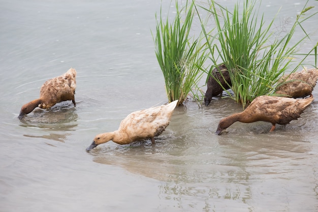 Veel eenden zijn op zoek naar water in het water.