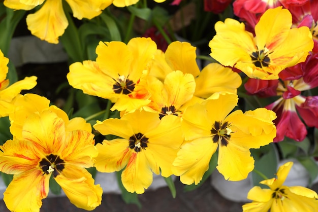 Veel felgele tulpen in bloemenwinkel