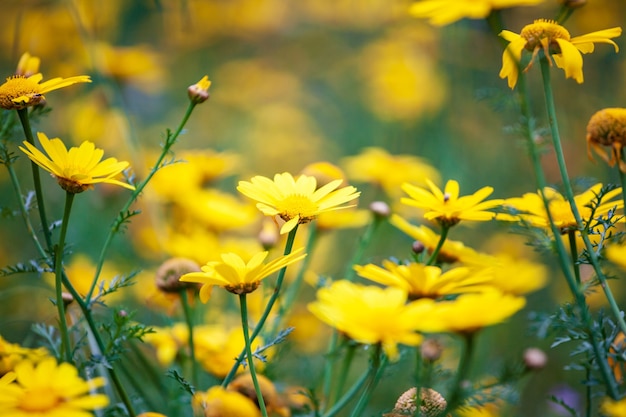 Veel gele bloemen in het vroege voorjaar