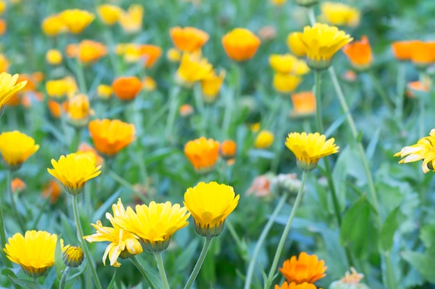 Veel gele bloemen van goudsbloemen in de wei