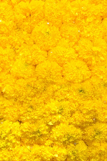 Foto veel gele bloemen voor de achtergrond