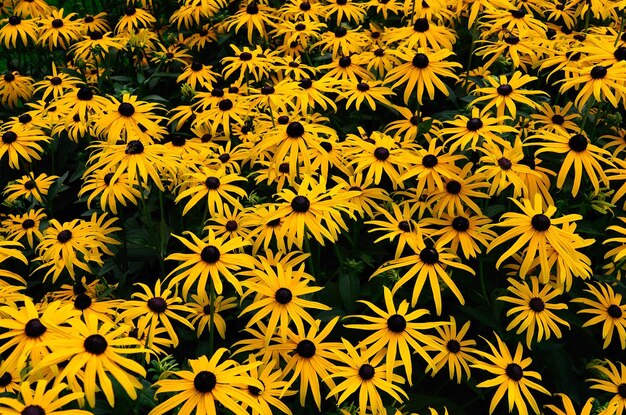 Veel gele bloemen