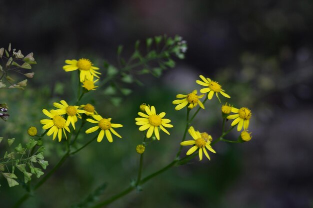 Veel gele bloemen