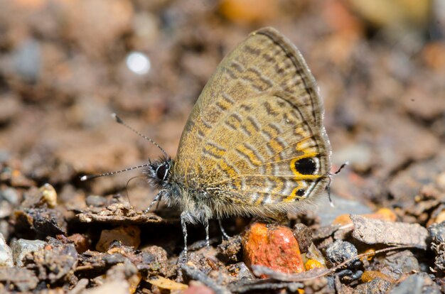 veel gele vlinder op de grond in het bos