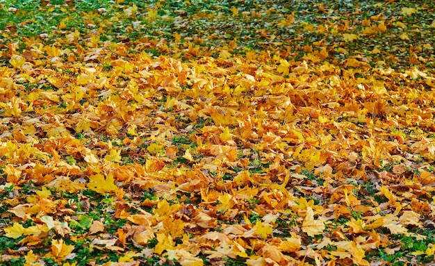 Veel gevallen geel herfstesdoornblad op de grond voor een natuurlijke achtergrond