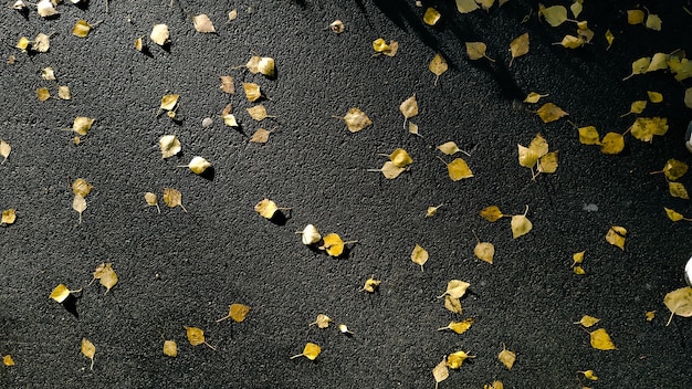 Veel gevallen gele bladeren op het natte asfalt na regen. Herfst achtergrond bovenaanzicht.