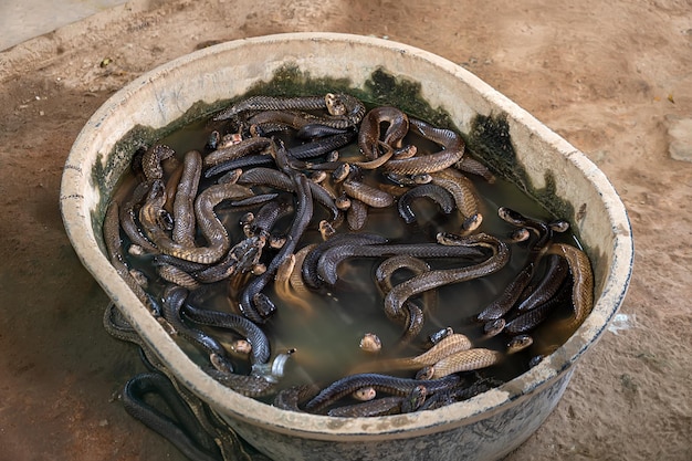 veel giftige gevaarlijke slangen in een bassin in de waterslangenboerderij