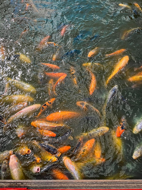 Veel gouden karpers zwemmen buiten in het water