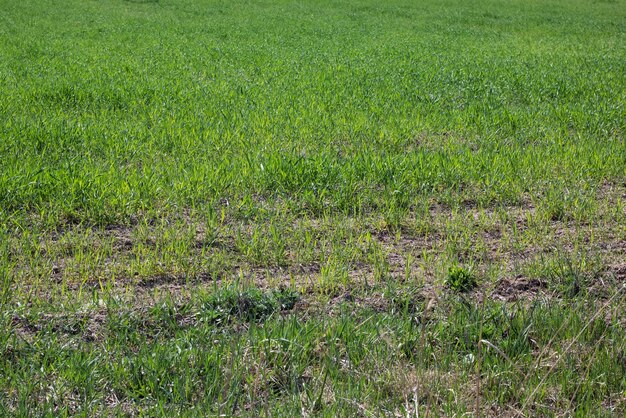 Veel groen gras in het veld close-up