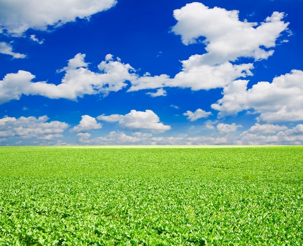 Veel groen gras onder de blauwe lucht