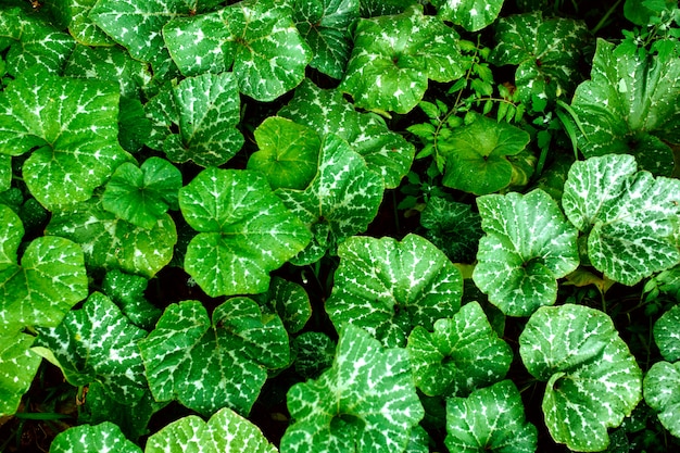 Veel groene bladeren van de pompoen.