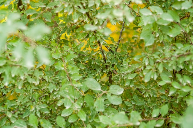 veel groene bladeren