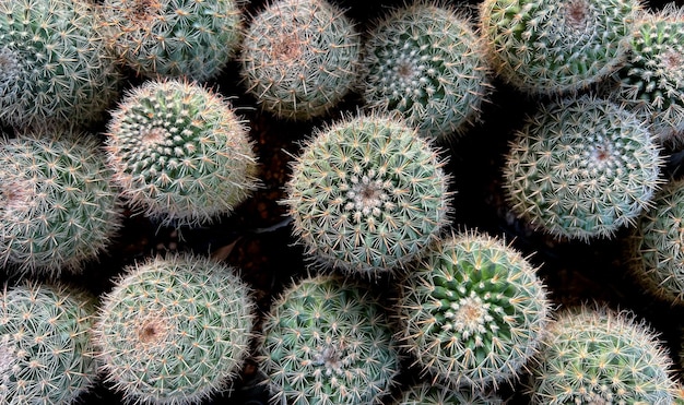 Veel groene Cactussen in de Cactuswinkel