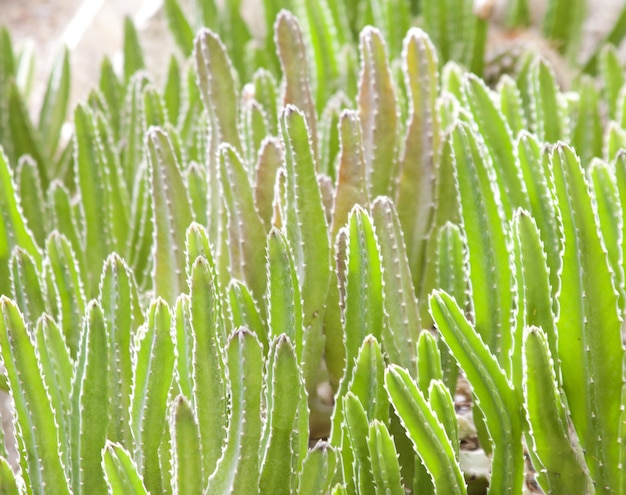 Veel groene cactussen in kas