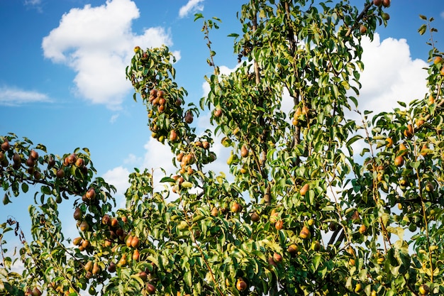 Veel groene peren op boom klaar om te oogsten op blauwe hemelachtergrond. perenboomgaard met groene peren. zomer fruit oogst achtergrond.