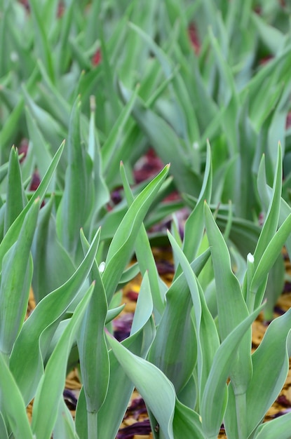 Veel groene stelen van rode tulpen groeien in een bloembed