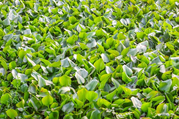 Veel groene waterhyacintplanten op een vies meer