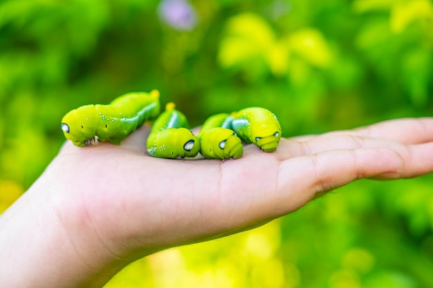 Veel groene wormen in de hand